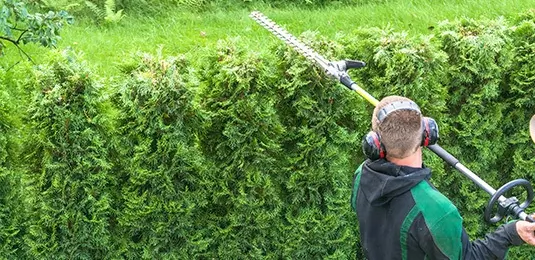 gardener trimming hedge